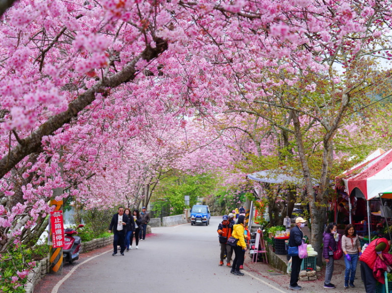 南投縣信義鄉草坪頭玉山觀光茶園「花與茶」浪漫饗宴 1月25日盛大登場｜2025草坪頭櫻花季