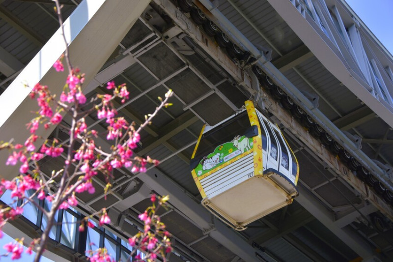 台北市文山區【台北指南宮 大漁櫻盛開】搭乘貓空纜車 俯瞰粉嫩櫻花交織的美景 指南宮站 浪漫櫻花正盛開 祈福蛇年平安好運到 愛就跟我一起 走靜貓空 賞花趣 !