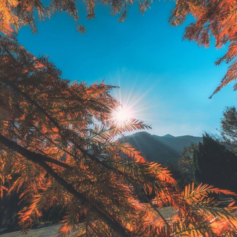 台中市和平區森林好好玩 | 中部5大森林遊樂區景點推薦，必玩活博物館 !