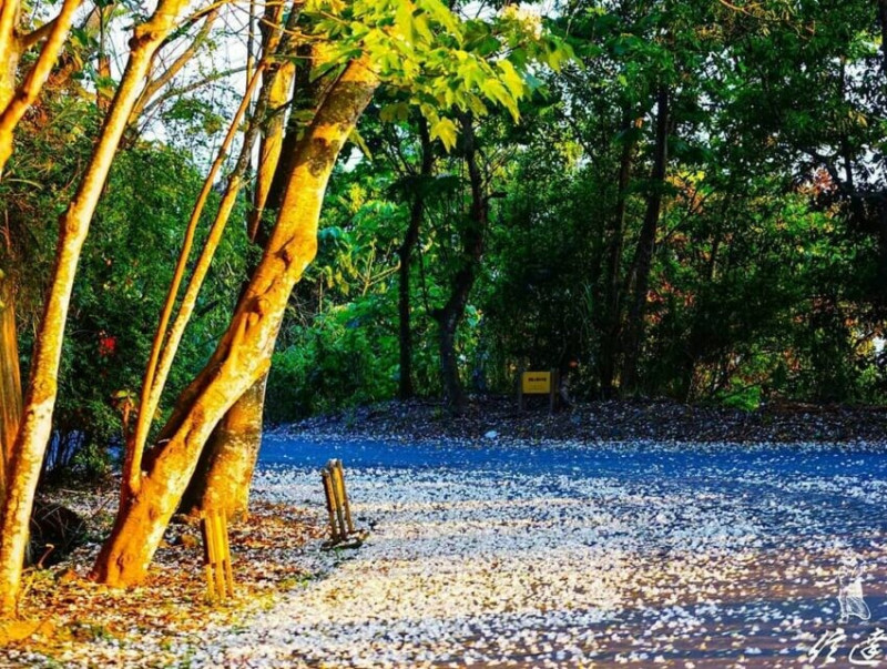 彰化縣員林市2025藤山步道｜彰化人的後花園，超好爬的員林登山步道，百果山下最美油桐花大道