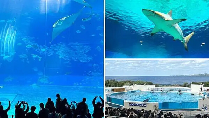 【日本沖繩親子景點推薦】沖繩美麗海水族館│沖縄美ら海水族館(沖繩必訪景點、交通、門票、必看亮點與周邊景點全攻略)