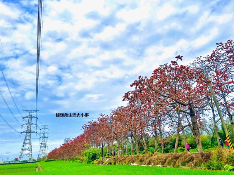 彰化埤頭木棉花道｜夢幻橘紅花海，每年必訪的打卡景點