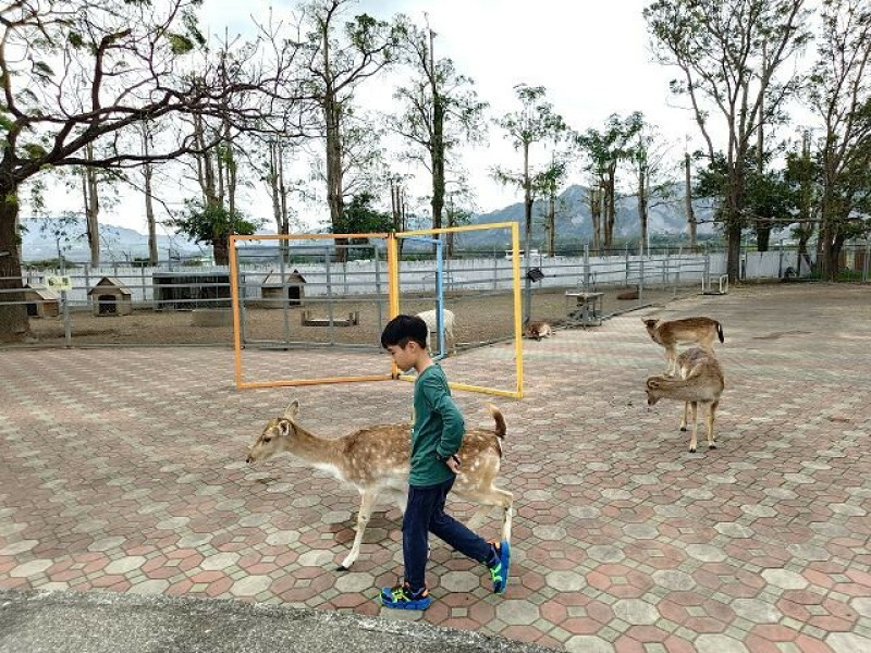 台東縣鹿野鄉鹿野梅花鹿公園 | 台東親子景點．陪梅花鹿散步好療癒．超多親子遊樂設施可以盡情玩！