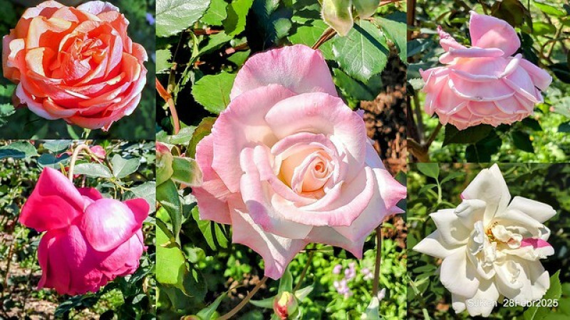 (台北景點) 「2025台北玫瑰展 」2-2 --- 新生公園「台北玫瑰園花海區」，多色玫瑰迎春爭豔！