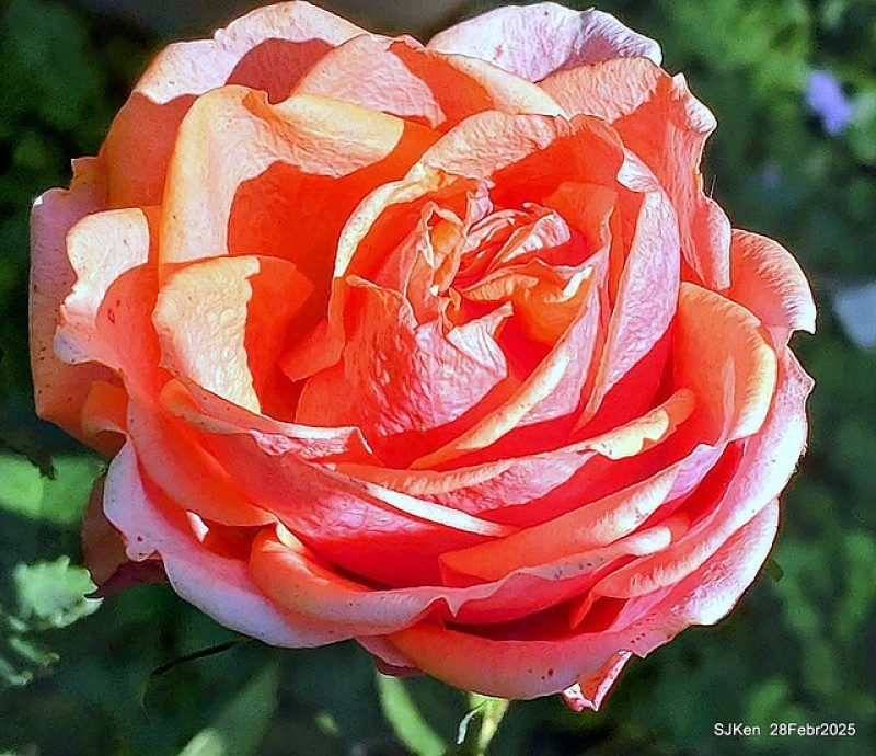 (台北景點) 「2025台北玫瑰展 」2-1 --- 新生公園三大展區，萬千玫瑰大展美麗迷人花顏！