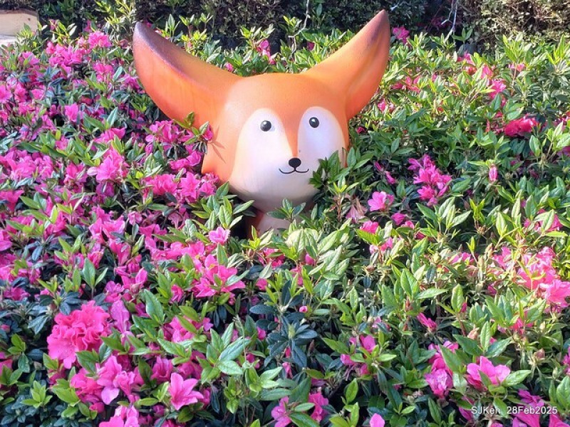 2025台北杜鵑花季「心花開、森不息」主題系列(一) 杜鵑花篇 --- 大安森林公園內各色品種杜鵑陸續綻放，還有開幕音樂會與野餐活動，歡迎大小朋友一起開心迎春天!