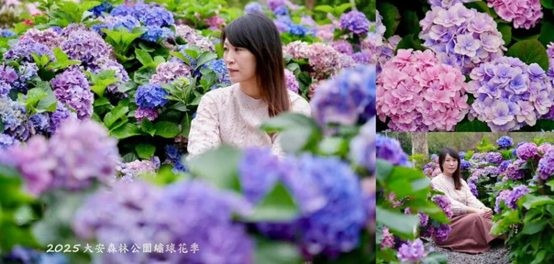 台北市區免費賞花「2025大安森公園繡球花季」，2000株繡球花浪漫綻放!