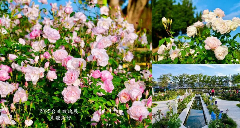 2025台北玫瑰展3/14登場「見證玫好」，台北玫瑰園5000株以上玫瑰花盛開!