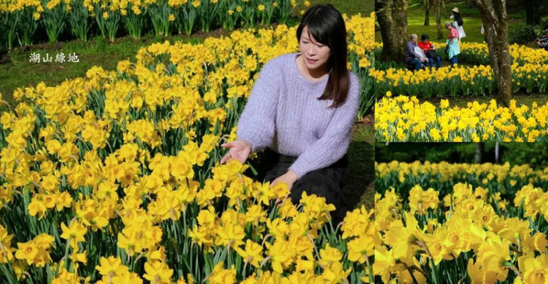 陽明山賞花，「湖山綠地」9000株水仙花齊綻放，浪漫金黃色花海!