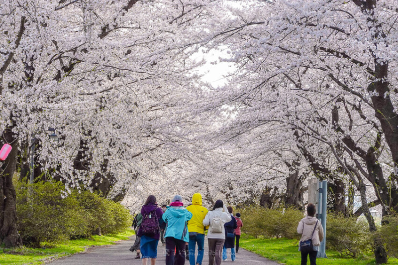 日本日本岩手 北上展勝地公園 花期長達一個月的櫻花絕景 新幹線就可以到的賞櫻景點