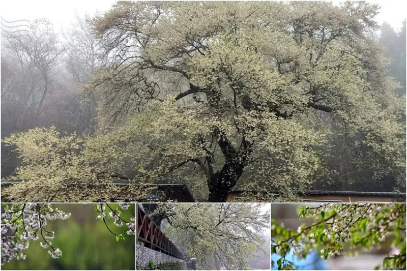 雨霧之巔，【霧社櫻王】——新竹雪霸國家公園【觀霧山莊】傳奇之樹