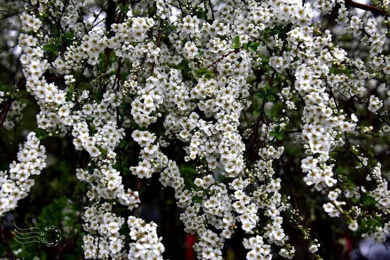 雨中【笑靨花】：新竹雪霸國家公園【三月雪】，無預期的噴雪珍珠雪柳！