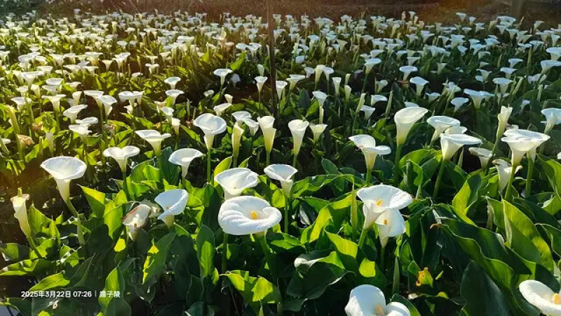 2025竹子湖海芋季、芋想世界，活動日期：2025/3/14~4/27｜2025竹子湖繡球花季、活動日期：2025/5/23~6/22。