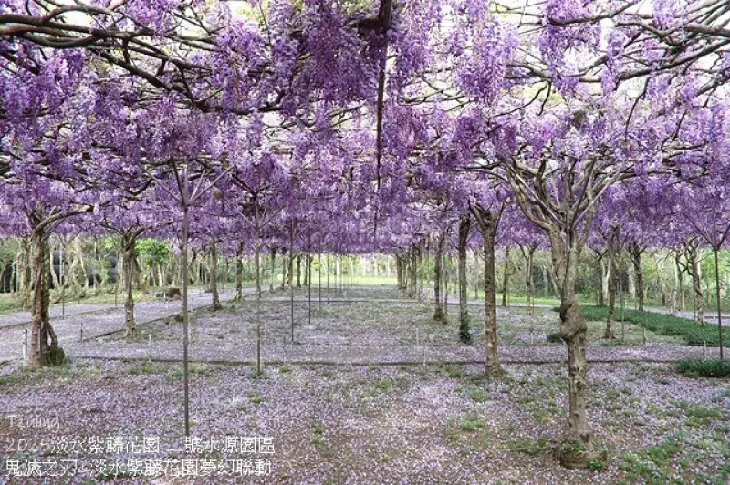 2025淡水紫藤花園-二號水源園區，鬼滅之刃&淡水紫藤花園夢幻聯動，紫藤花3/27即時現況🌸。