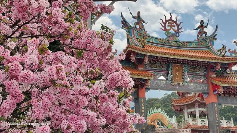 2025花見櫻花季｜2025淡水天元宮櫻花季，3/27即時現況🌸｜2025淡水北投子溪櫻花林生態步道，3/27即時現況🌸。
