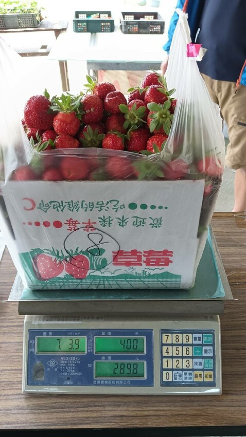 高雄市阿蓮區高雄農場體驗 x 三本鮮莓園 x 吃益生菌長大的香甜草莓