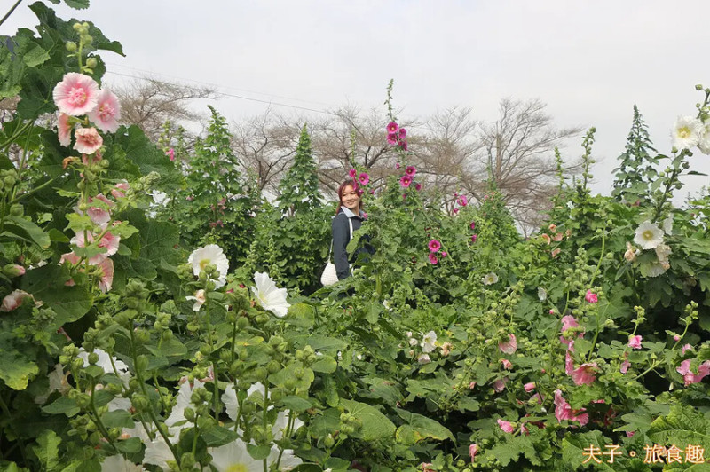 2025學甲蜀葵花文化節 花團錦簇一直熱鬧延續到4月底