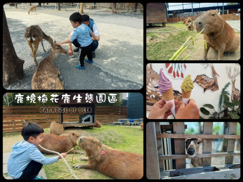 屏東縣恆春鎮親子出遊必收！《鹿境梅花鹿生態園區》最萌親子景點！零距離摸梅花鹿，還有水豚君團團包圍✨墾丁小奈良/門票優惠
