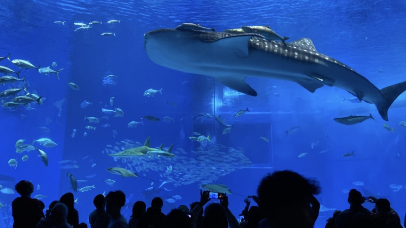 日本2025 沖繩美麗海水族館完全攻略 ｜鯨鯊秀亮點、便宜門票＆交通全解析！