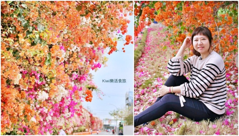 彰化縣田中鎮彰化景點田中九重葛花牆｜田中景點梅州街草日金道，彰化限定景點！