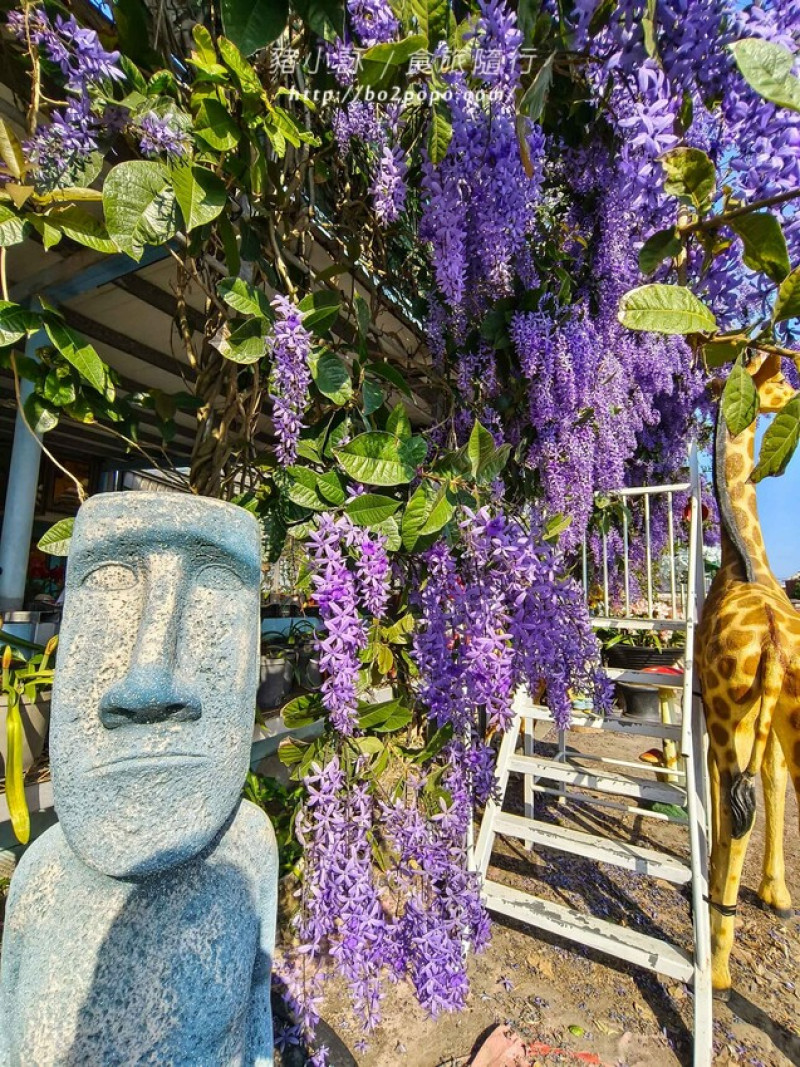 雲林縣四湖鄉雲林。四湖》長春園藝孤挺百合錫葉藤花園。數大就是美
