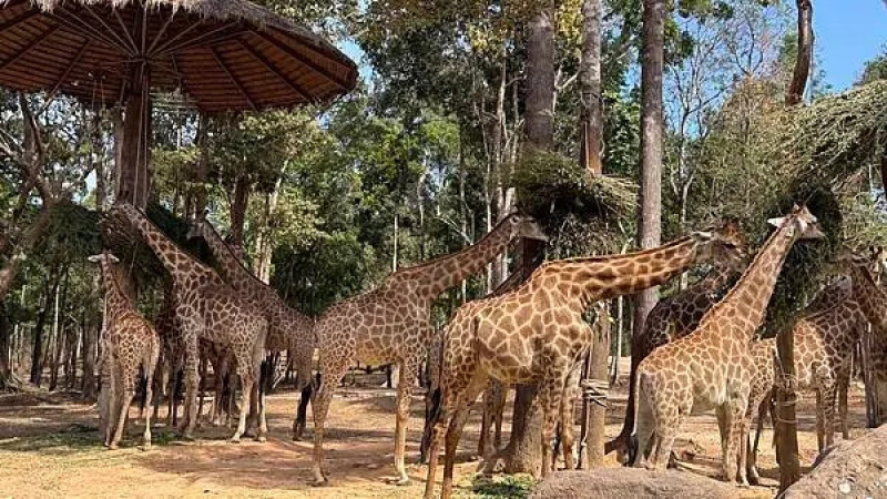 越南富國島景點！珍珠野生動物園攻略，親手餵長頸鹿、搭遊獵車看老虎。