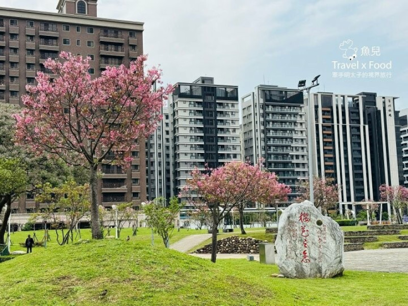 桃園檜稽河濱公園，百株富士櫻齊绽放，南崁溪畔最美風景（4.2花況） - 魚兒 x 牽手明太子的「視」界旅行