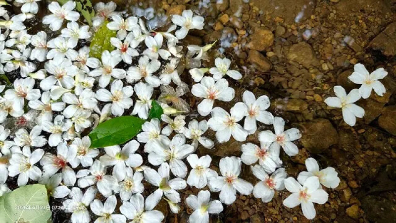 2025土城石門路桐花盛開🌸，4/27即時花況。