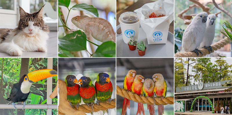 高雄市前金區天使與惡魔園區開幕！高雄最療癒的寵物互動樂園！