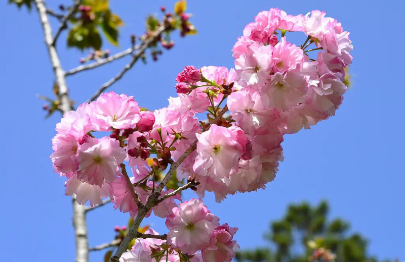 清明連假百花齊放 武陵農場晚櫻盛開迎賓