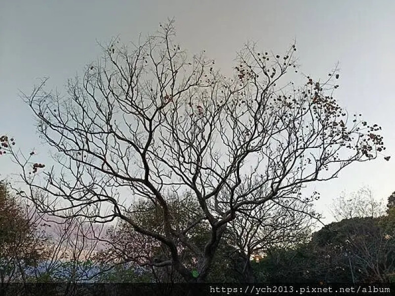 新北市五股區20250130五股山坡水碓公園賞夜景