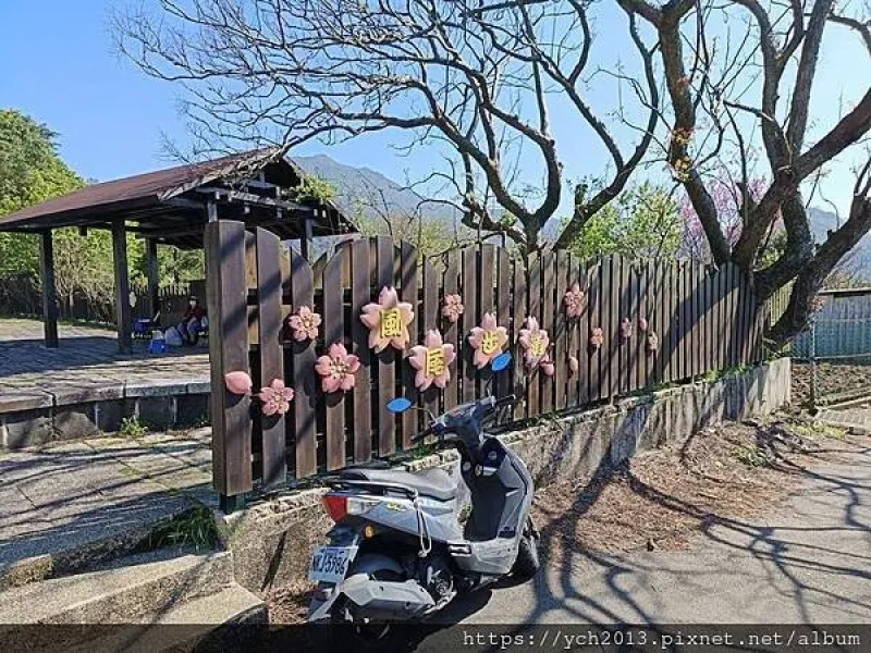 台北市北投區北投陽明山東昇步道至風尾步道O型一圈賞墨染櫻與田裡大山櫻