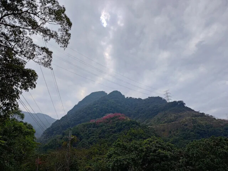 【遊記】雖然櫻花林裡沒有「大熊」，但可以一次觀賞五個種「櫻花」，三峽大熊櫻花林 - 大漠國渡