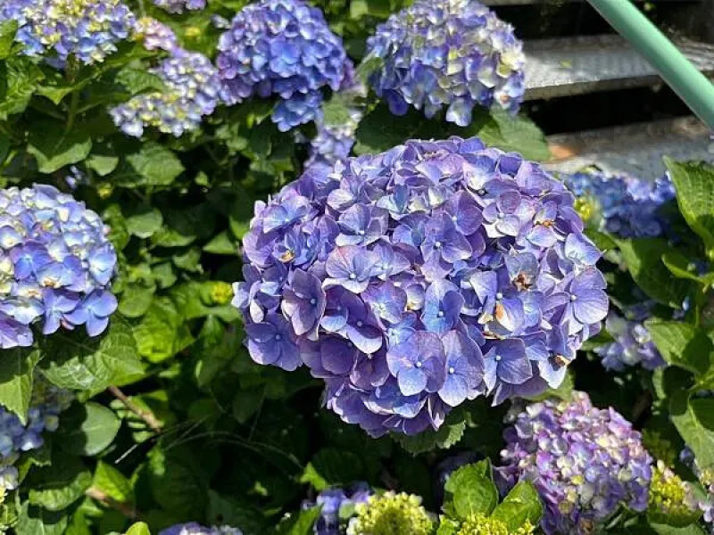 台北市北投區【陽明山繡球花季推薦】大梯田花卉生態農園交通、美食懶人包