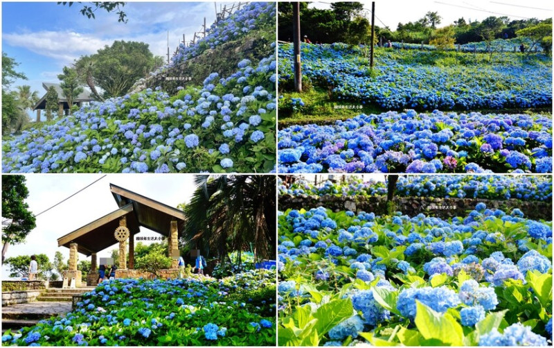 台九線石牌縣界公園｜免門票繽紛繡球花海盛開，上萬朵花拍到爆！