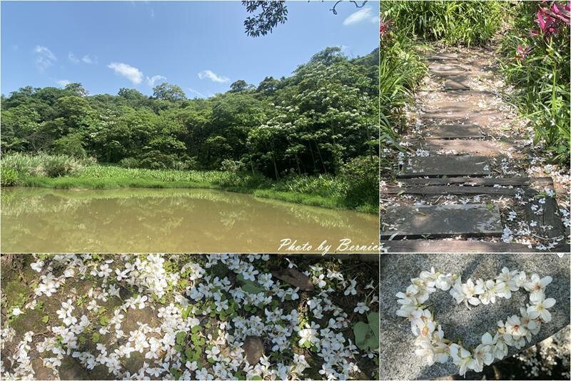 翠湖步道賞雪趣~紛飛五月雪與雪桐遊趣 @Bernice的隨手筆記
