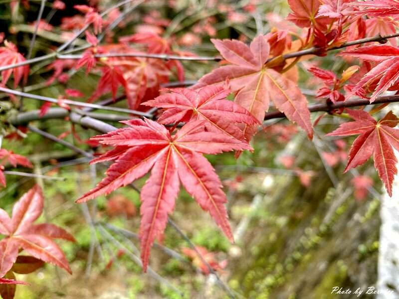 台北奧萬大~賞楓不必到國外來陽明山賞春楓 @Bernice的隨手筆記