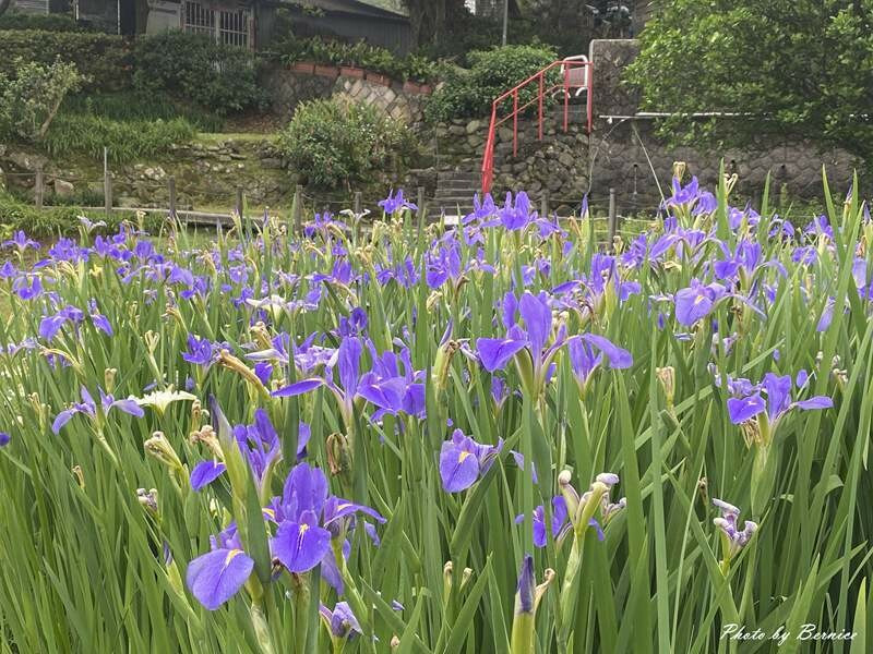 白石湖同心池.鳶尾花~賞玩白石湖社區與鳶尾花相遇 @Bernice的隨手筆記