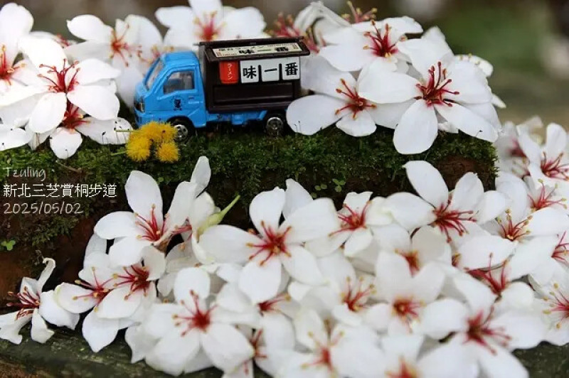 2025新北三芝賞桐步道🌸，春天的花語，油桐花5/2即時花況。