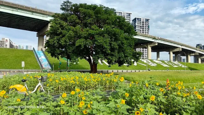 新北河濱2025繽紛花海，春日漫步夢幻花園，新北大都會公園+幸福水漾園區，05/22即時花況🌸
