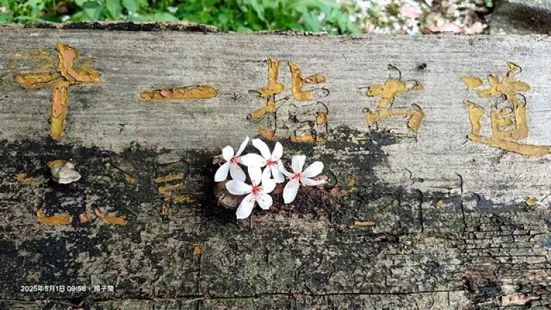 2025桃園大溪、十一指古道油桐花開🌸，5/1即時花況｜同場加映：2025大溪迎富送窮廟，來擲筊五色杯求發財金、送走窮氣。