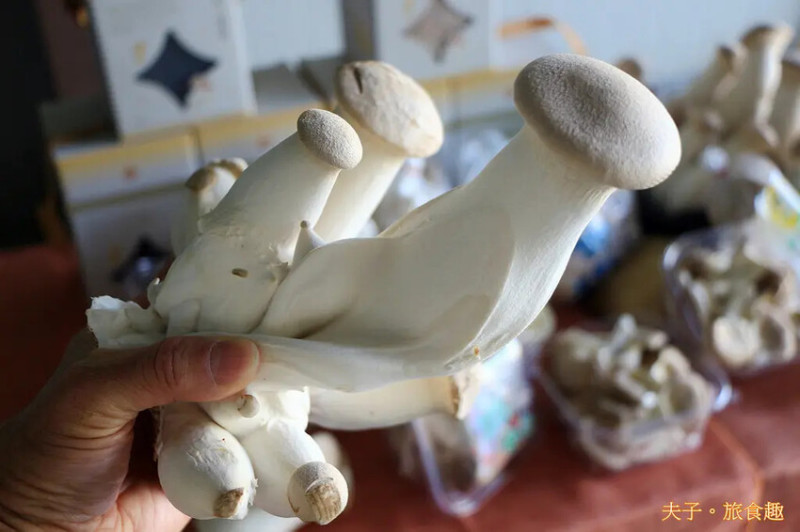 圃圃豐農場 有機杏鮑菇 體驗採菇樂趣