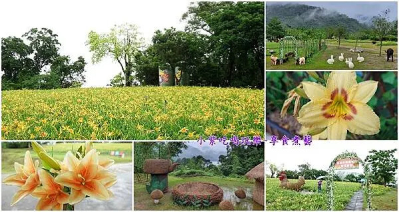 大溪景點/桃園賞花景點【大溪百吉金針花】10萬株金針花海/每年5、6月限定百吉休閒農業區/金針花忘憂山丘/金針花忘憂飲(百吉賞花門票與免費入園資訊)