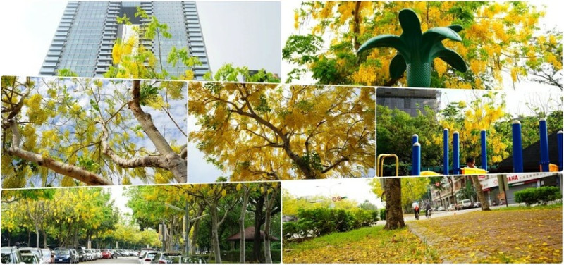 台中市東區花還沒開，這些景點你要先知道｜2025阿勃勒花季筆記