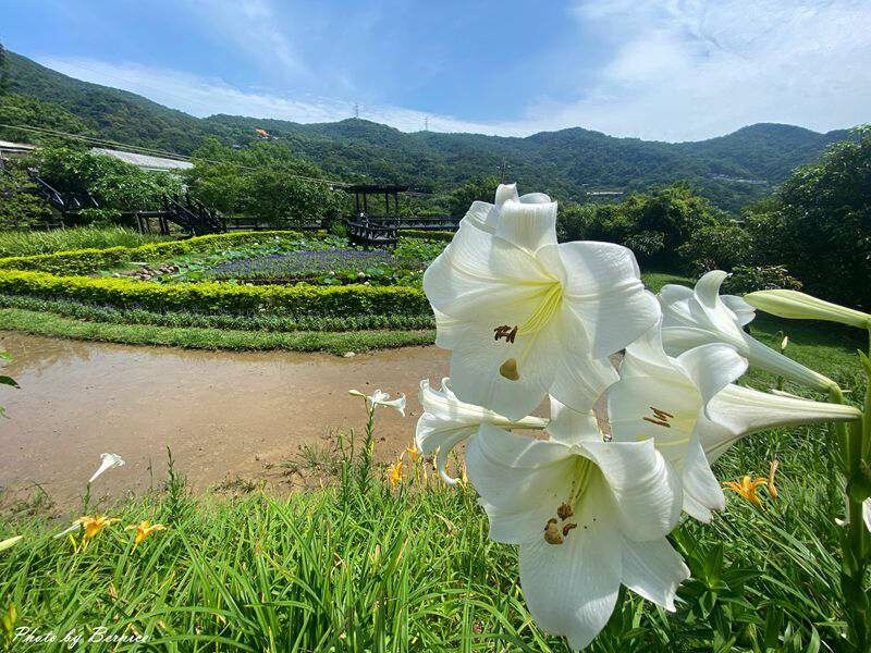 白石湖同心池~忘憂萱草與百合成最美色彩 @Bernice的隨手筆記