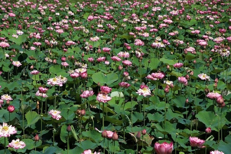 2025金山清水濕地牡丹蓮大爆發，6/7即時花況🌸，在地黃老伯的友善種植故事，享受金山慢活時光。