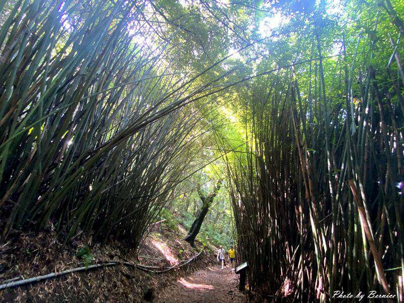 橫嶺古道~遇見台灣獼猴與竹林裡的京都感 @Bernice的隨手筆記