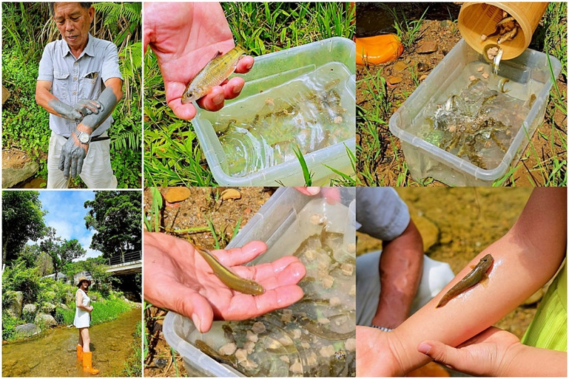 帶孩子走進自然教室！桃米休閒農業區，魚蝦生態體驗；玩出知識與樂趣！！