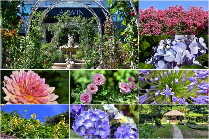 桃園楊梅【雅聞魅力博物館】：玫瑰花園🌼四時花卉不絕，集合成紫色的偶然