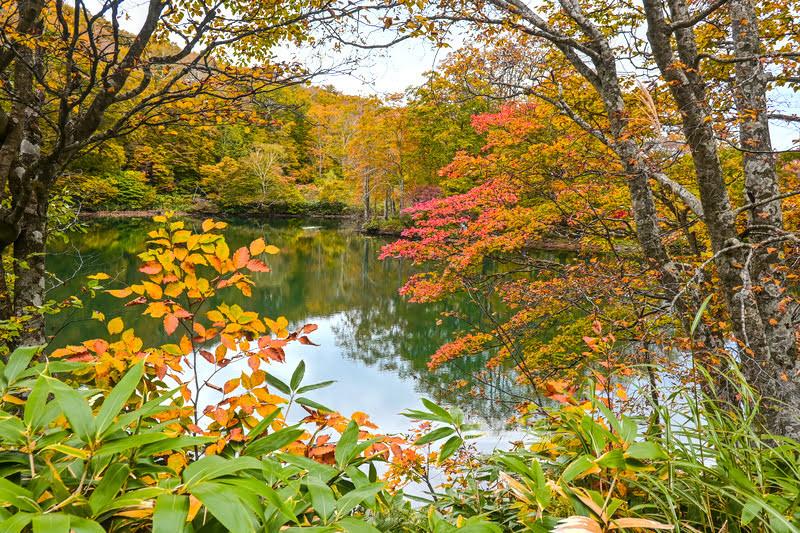 🍁 秋天藏王溫泉賞楓去：漫步紅葉與溫泉的秋日畫卷